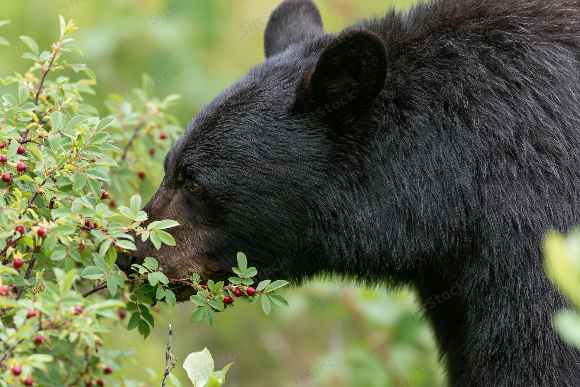 Black bear feeding on wild berry shrubs in forest habitat
