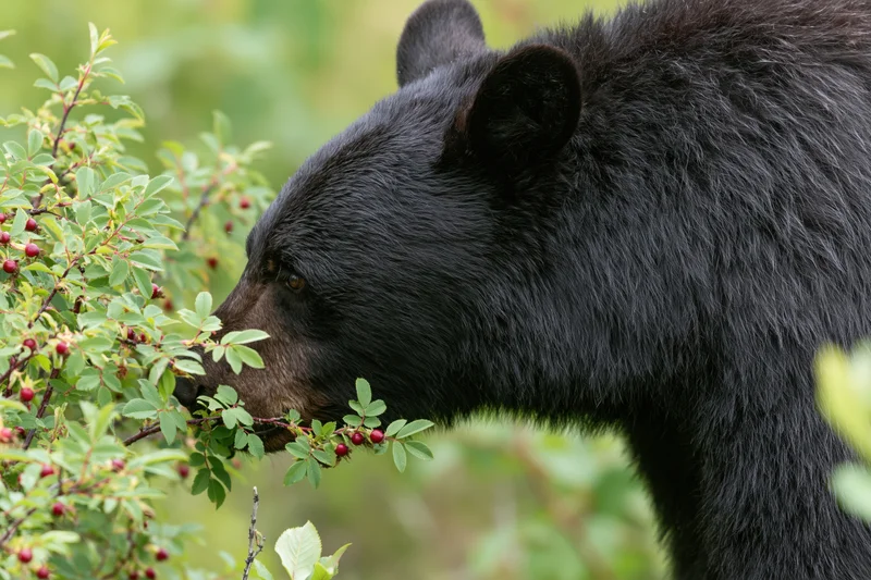 Black bear feeding on wild berry shrubs in forest habitat