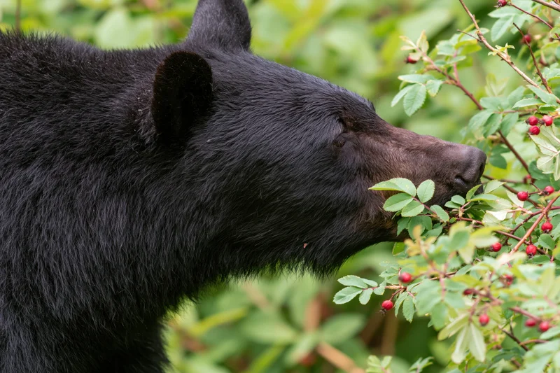 Black bear grazing on wild berry shrubs in forest foliage