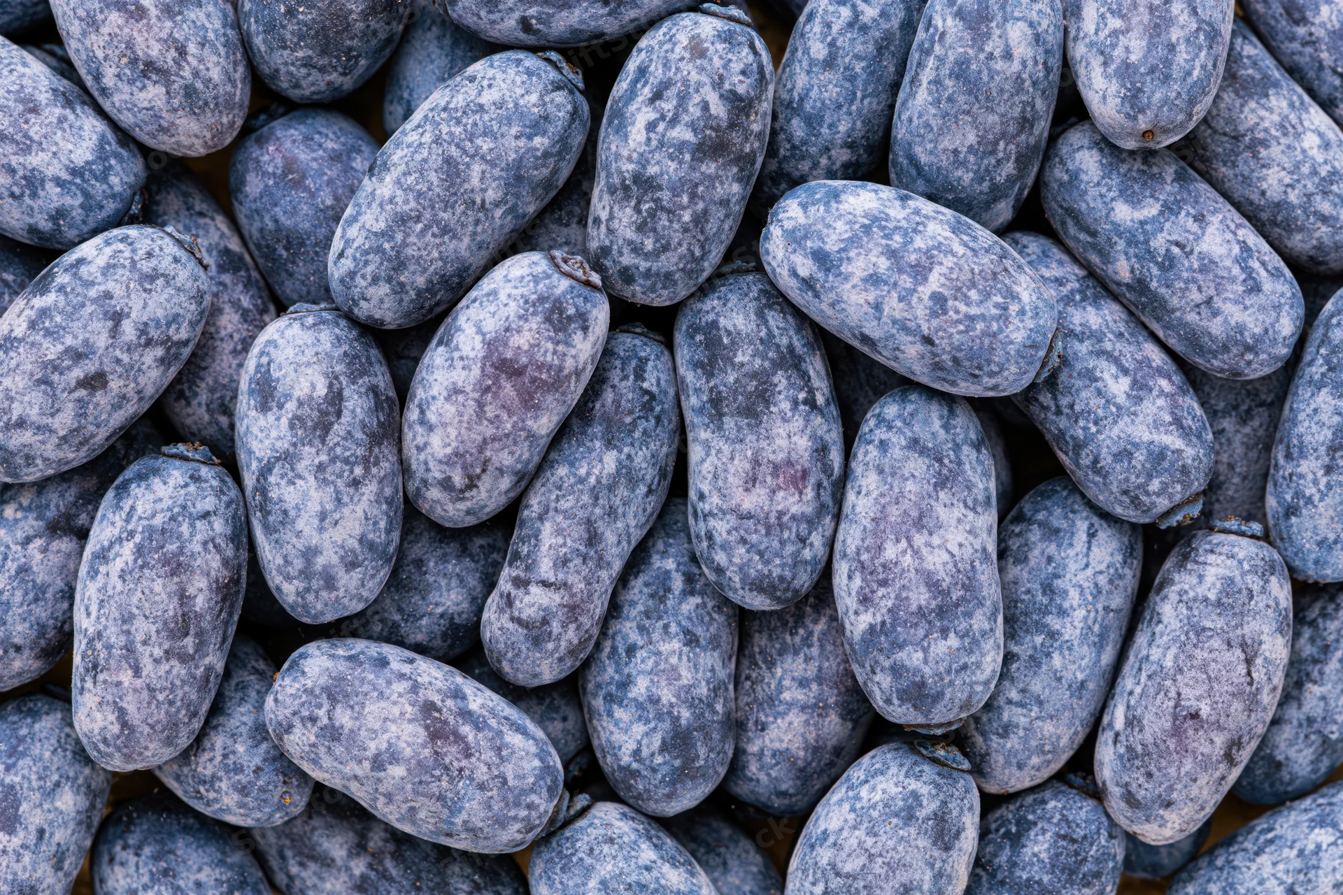 Overhead closeup of a pile of fresh honeyberries filling the frame