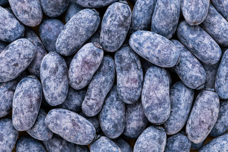 Overhead closeup of a pile of fresh honeyberries filling the frame