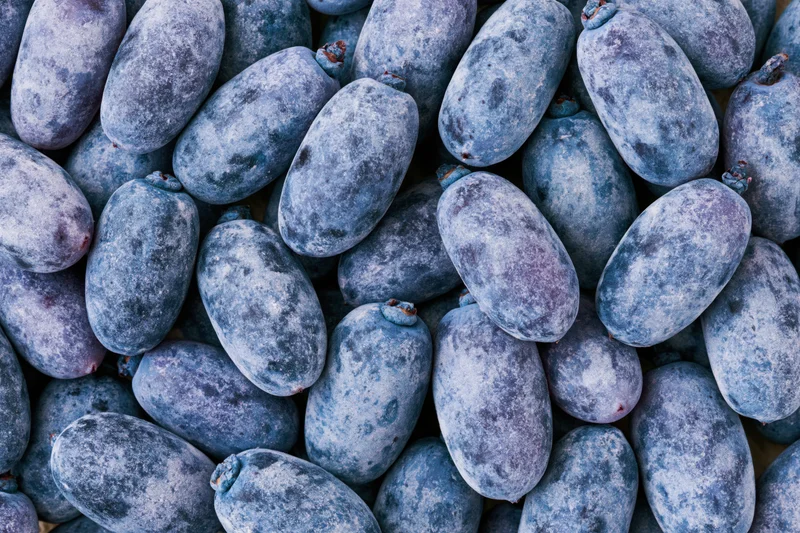 Overhead closeup of a pile of fresh honeyberries filling the frame