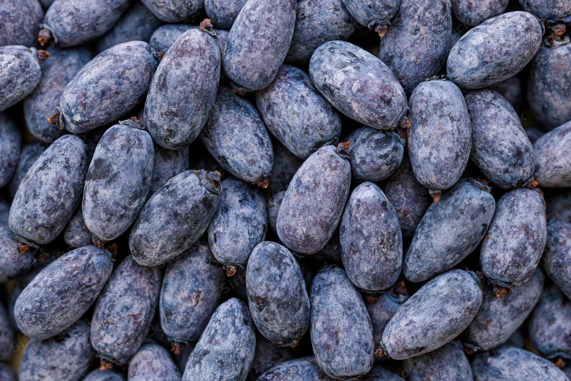 Overhead closeup of a pile of fresh honeyberries filling the frame