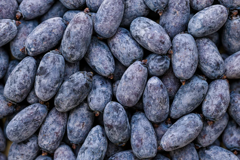 Overhead closeup of a pile of fresh honeyberries filling the frame