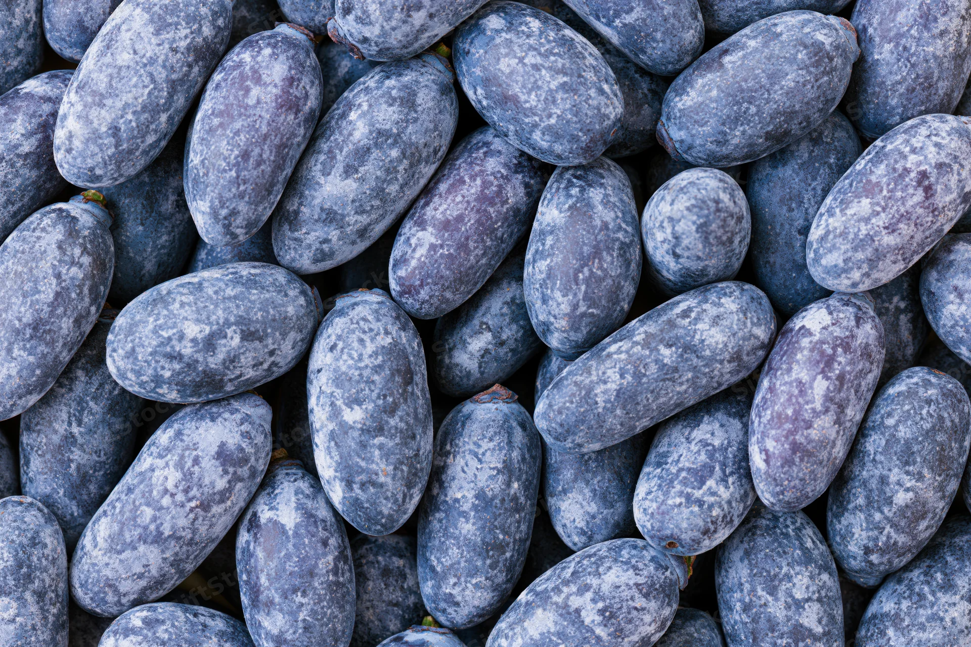 Overhead closeup of a pile of fresh honeyberries filling the frame