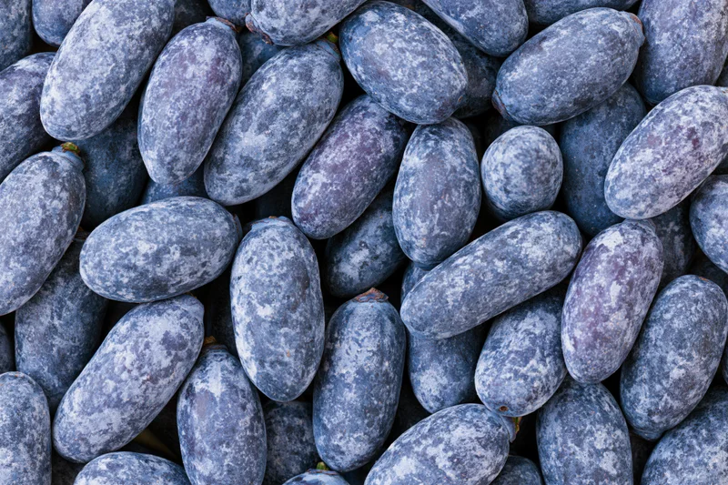 Overhead closeup of a pile of fresh honeyberries filling the frame