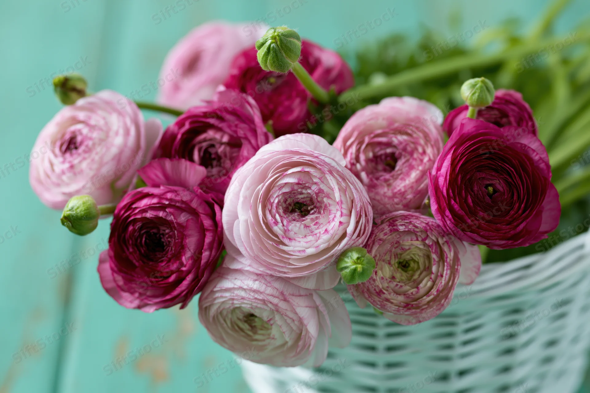 Pink and deep rose ranunculus blooms with green buds arranged in a white wicker basket on a turquoise surface
