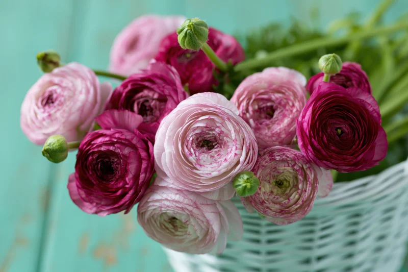 Pink and deep rose ranunculus blooms with green buds arranged in a white wicker basket on a turquoise surface