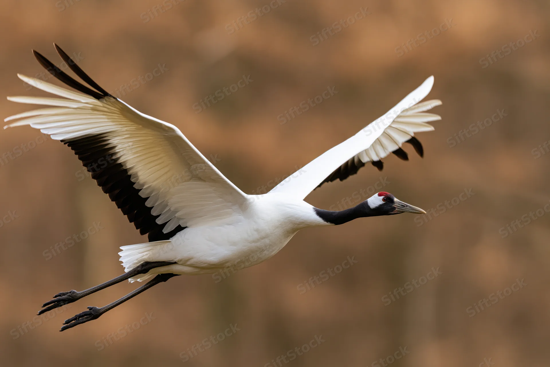 Red-crowned crane in mid-flight with wings fully spread against blurred autumn forest background