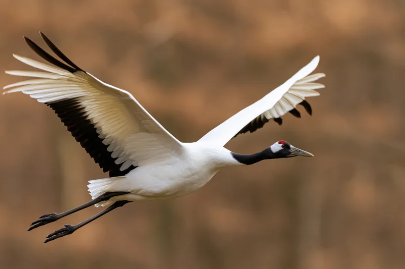 Red-crowned crane in mid-flight with wings fully spread against blurred autumn forest background