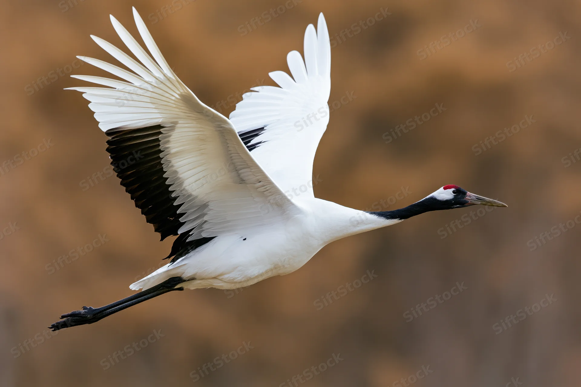 Red-crowned crane in mid-flight with wings fully spread against blurred natural background