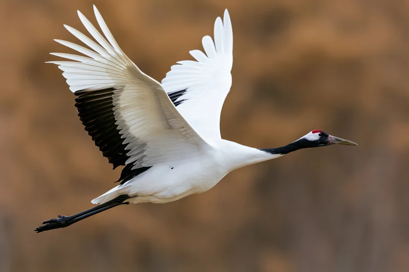 Red-crowned crane in mid-flight with wings fully spread against blurred natural background
