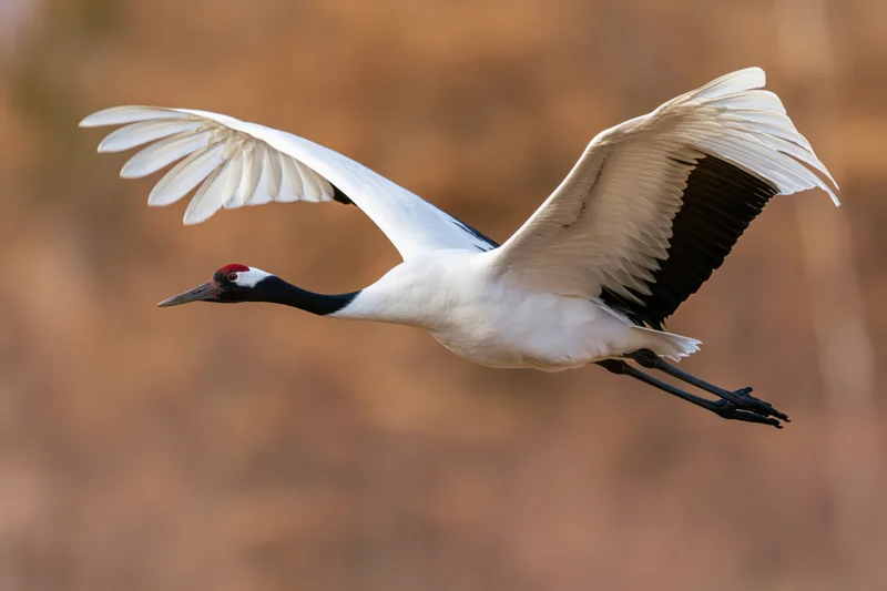Red-crowned crane in mid-flight with wings fully spread against blurred autumn background