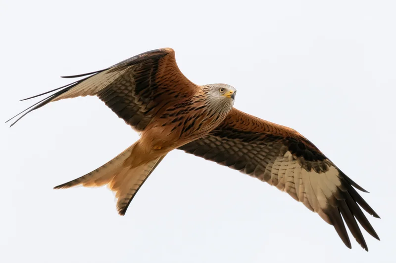 Red kite soaring with wings fully spread against a clear sky