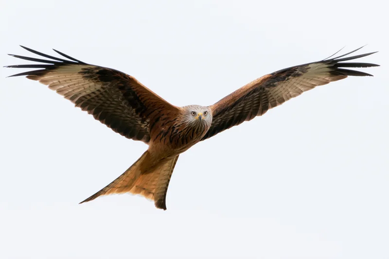 Red kite soaring with wings fully spread against a clear sky