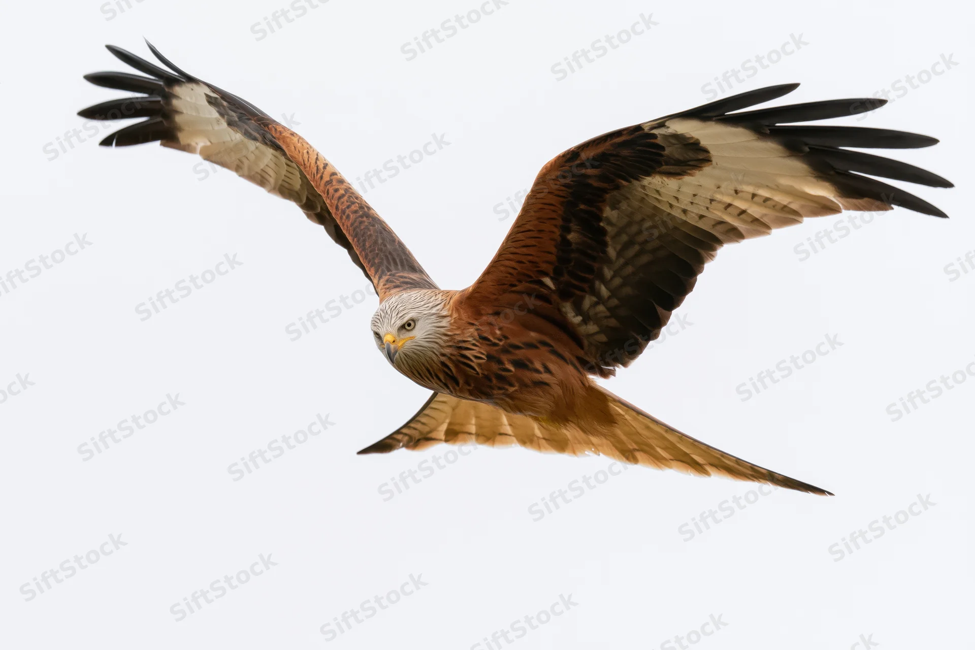 Red kite in mid-flight with wings fully spread against white background