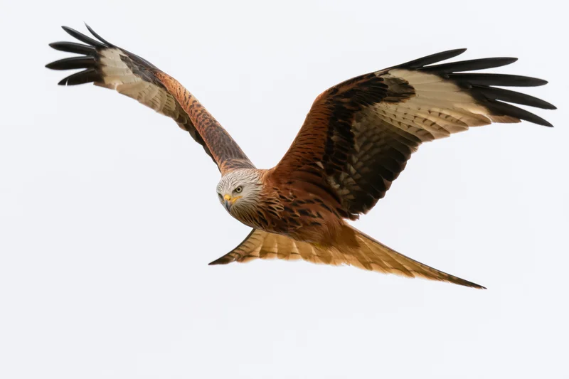 Red kite in mid-flight with wings fully spread against white background