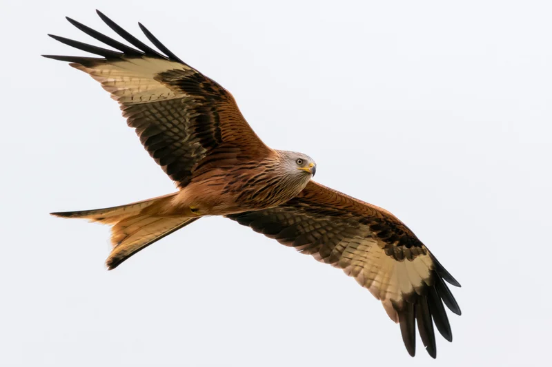 Red kite soaring with wings fully spread against a plain sky