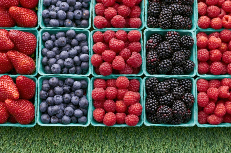 Rows of fresh strawberries, blueberries, raspberries and blackberries in green cartons on grass
