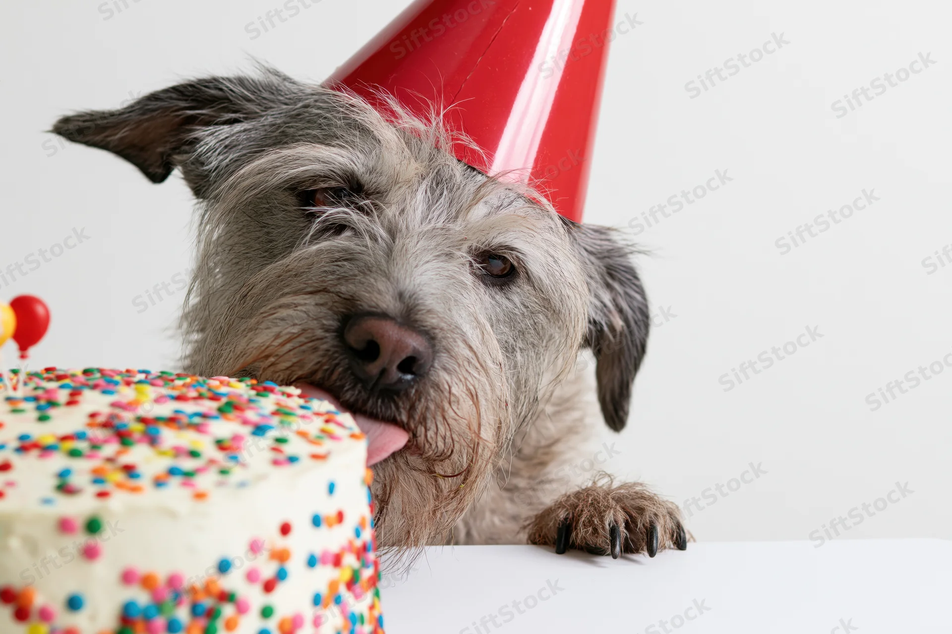 Scruffy grey mixed-breed dog wearing red party hat licking birthday cake on white surface