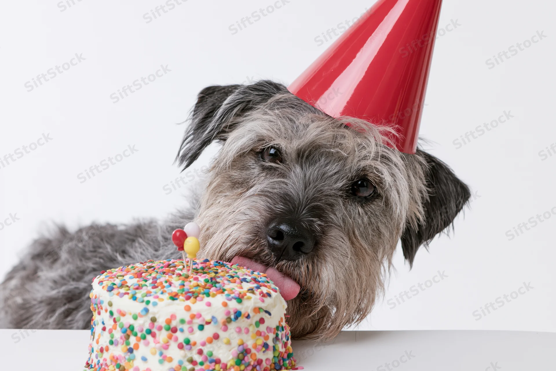 Scruffy grey mixed-breed dog wearing red party hat licking birthday cake with sprinkles on white background