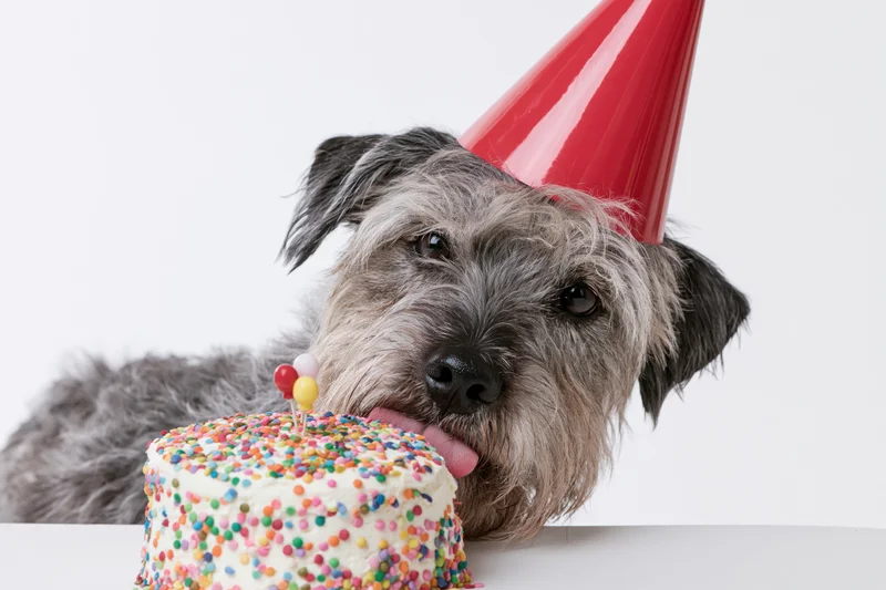 Scruffy grey mixed-breed dog wearing red party hat licking birthday cake with sprinkles on white background