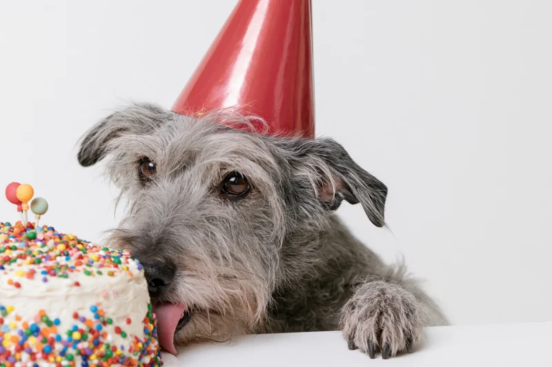 Scruffy grey dog wearing red party hat licking birthday cake on white table