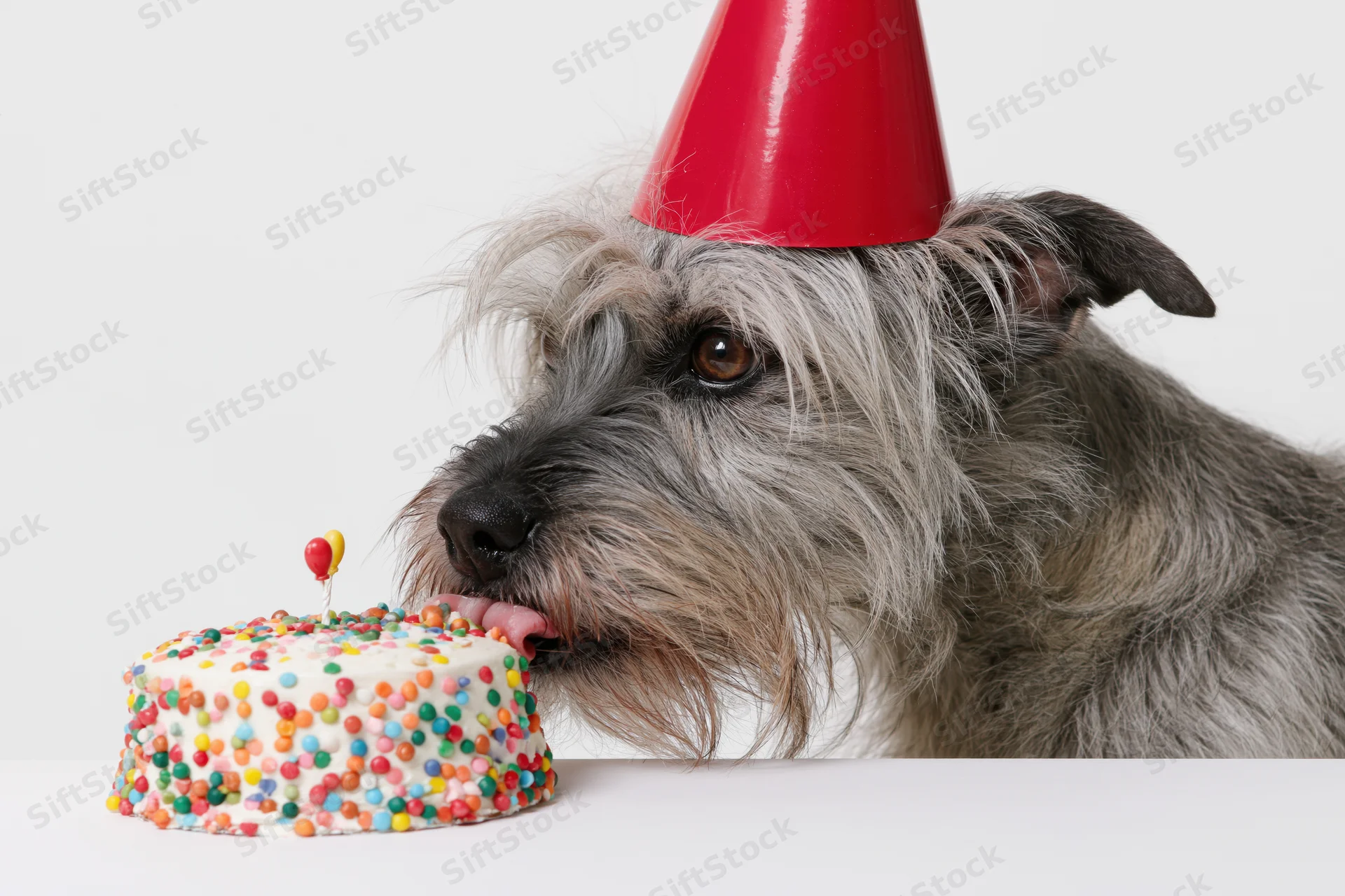 Scruffy grey mixed-breed dog wearing red party hat licking small birthday cake with sprinkles on white surface