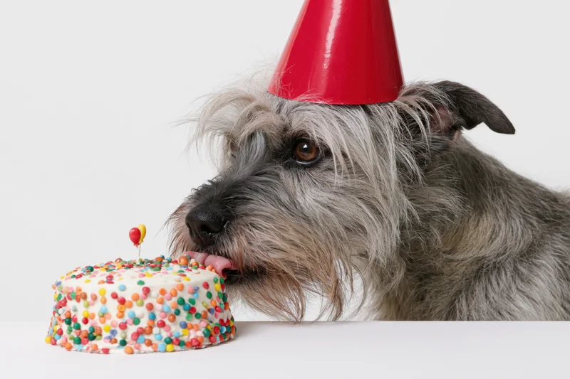 Scruffy grey mixed-breed dog wearing red party hat licking small birthday cake with sprinkles on white surface