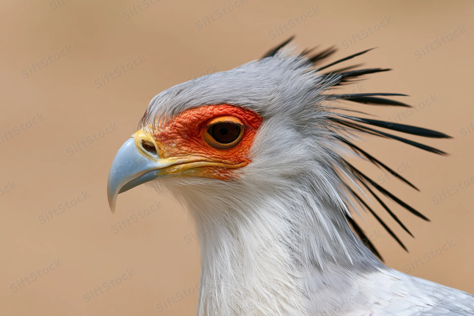 Closeup portrait of a secretarybird head turned slightly toward with spiky crest and orange eye ring