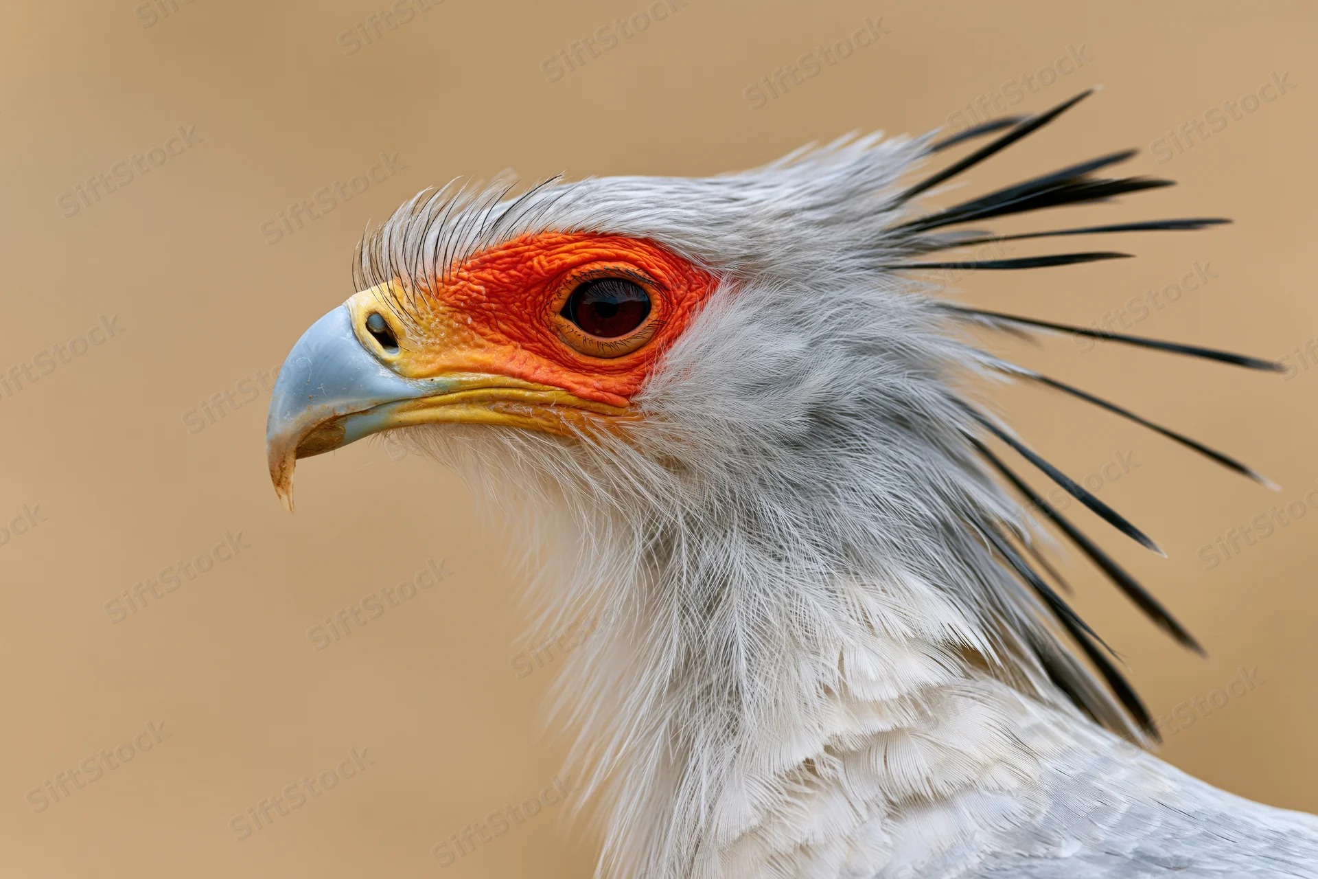 Closeup portrait of a secretarybird head turned slightly toward the viewer showing its gray feathers, black crest, orange eye ring and curved beak against a neutral background