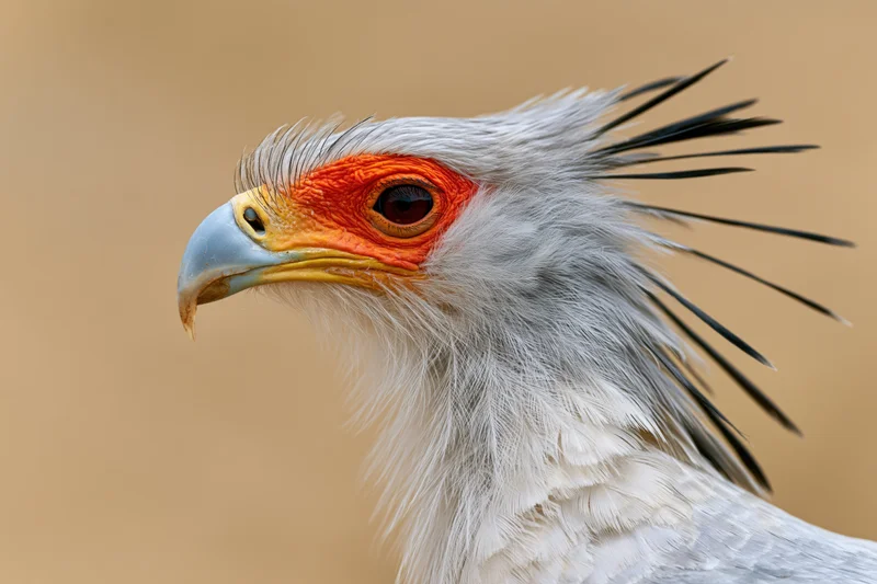 Closeup portrait of a secretarybird head turned slightly toward the viewer showing its gray feathers, black crest, orange eye ring and curved beak against a neutral background