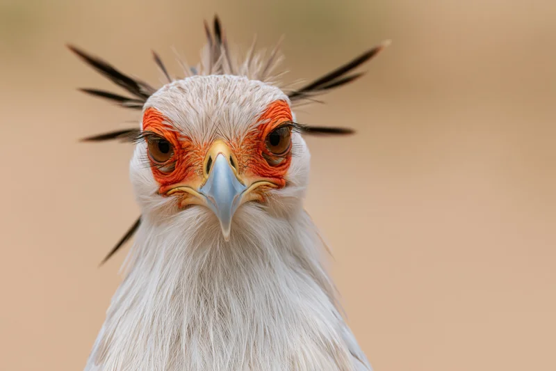 Secretarybird staring directly into camera in extreme close-up portrait