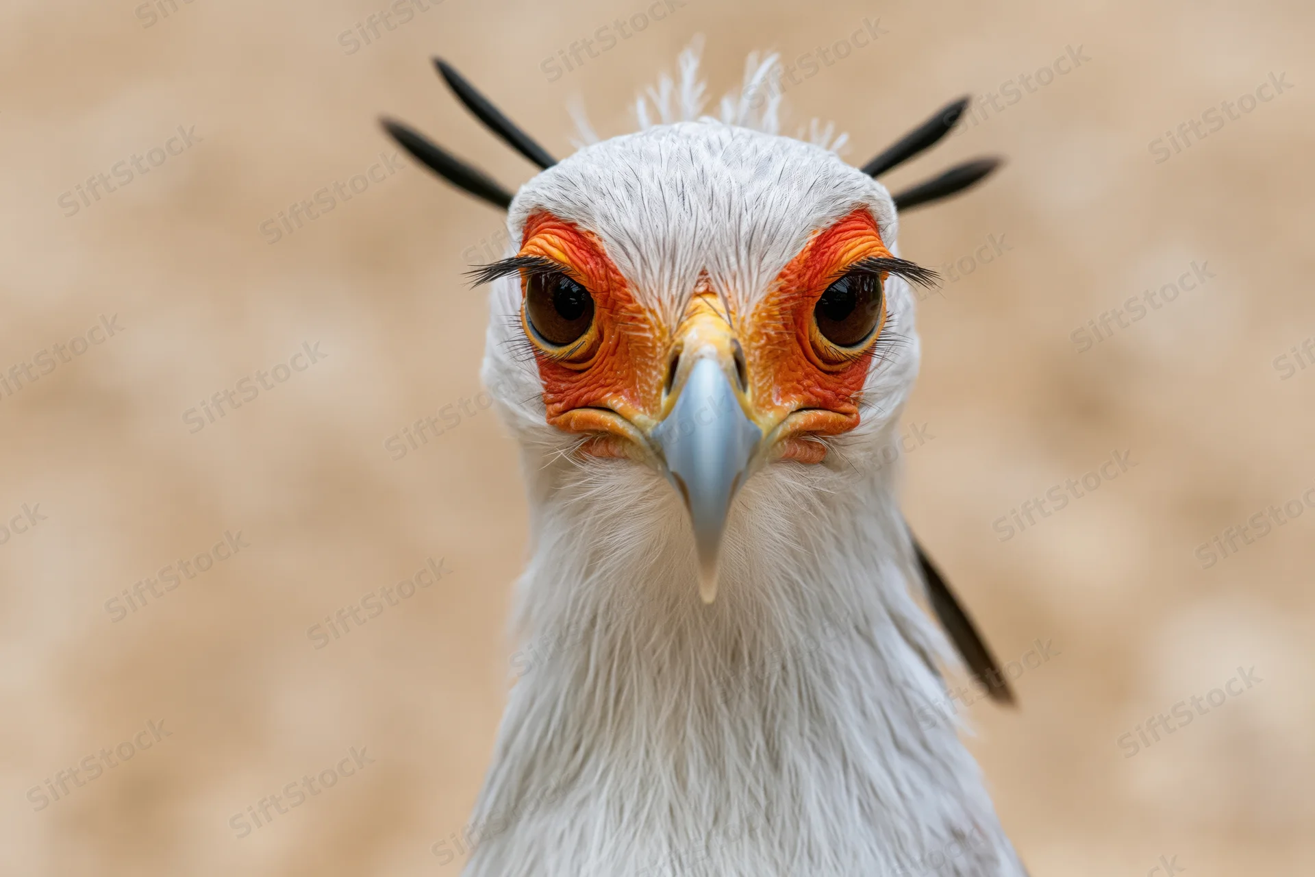 Secretarybird staring directly into camera in extreme closeup