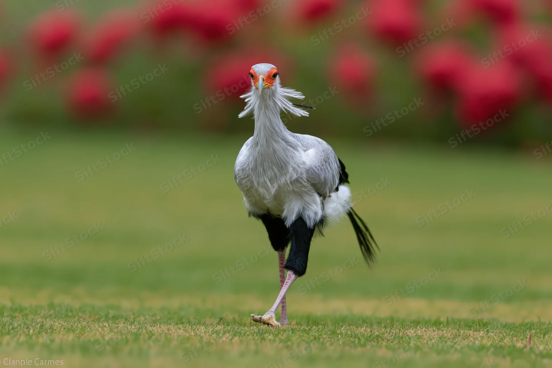 Secretarybird walking on one leg across a manicured grass lawn with red flowers in the background