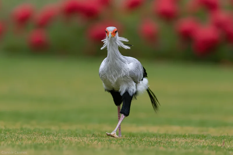 Secretarybird walking on one leg across a manicured grass lawn with red flowers in the background