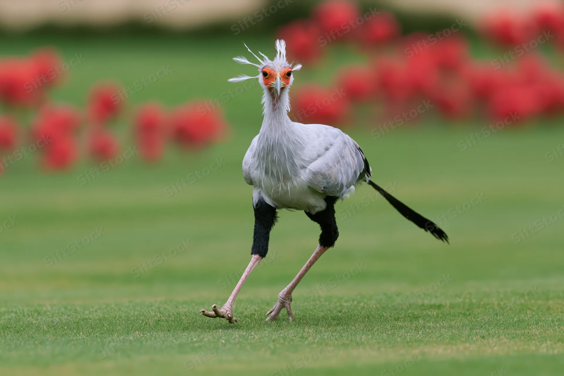 Secretarybird walking on one leg across a manicured grass lawn