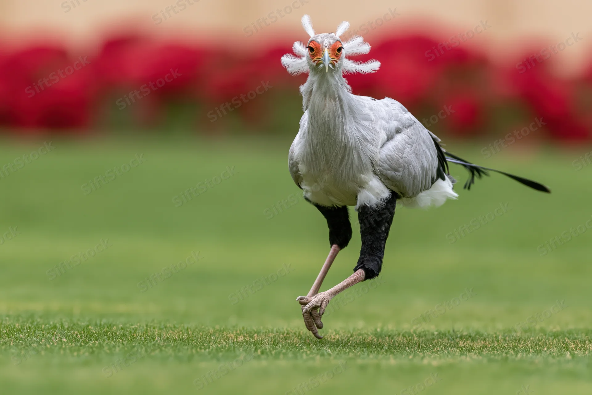 Secretarybird walking on one leg across a manicured grass lawn