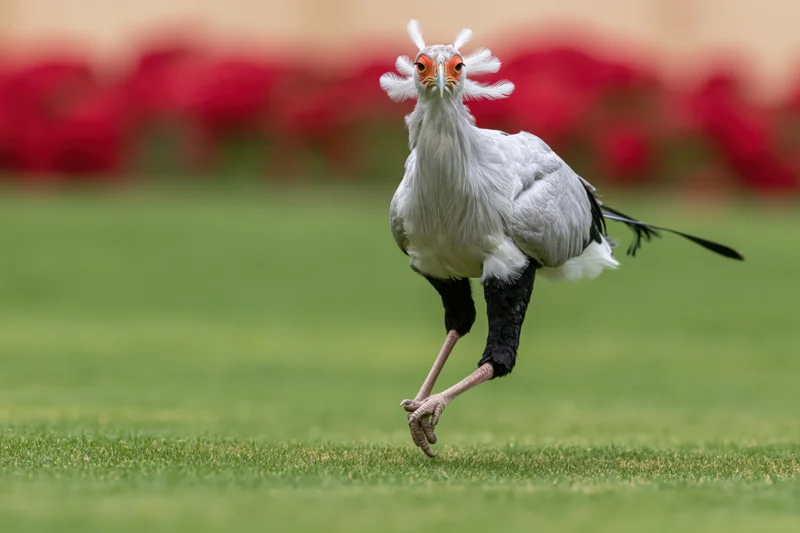 Secretarybird walking on one leg across a manicured grass lawn