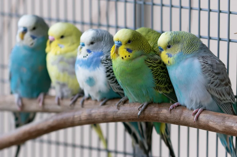 Seven budgerigars perched closely together on a curved wooden perch inside a cage