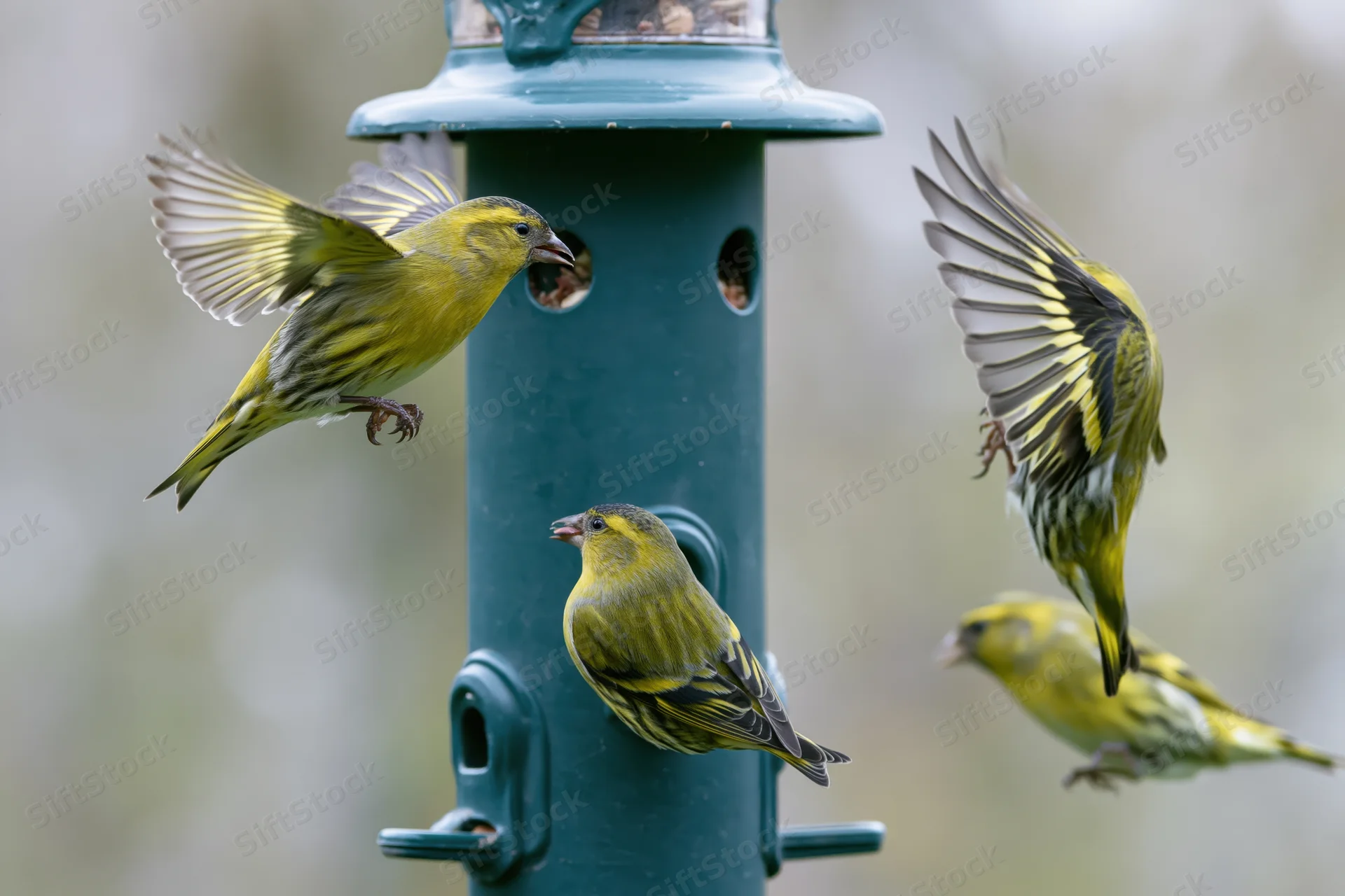 Eurasian siskins feeding and landing on a cylindrical birdfeeder in a garden setting
