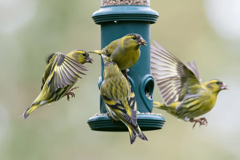 Eurasian siskins feeding and landing on a green cylindrical birdfeeder in a garden setting