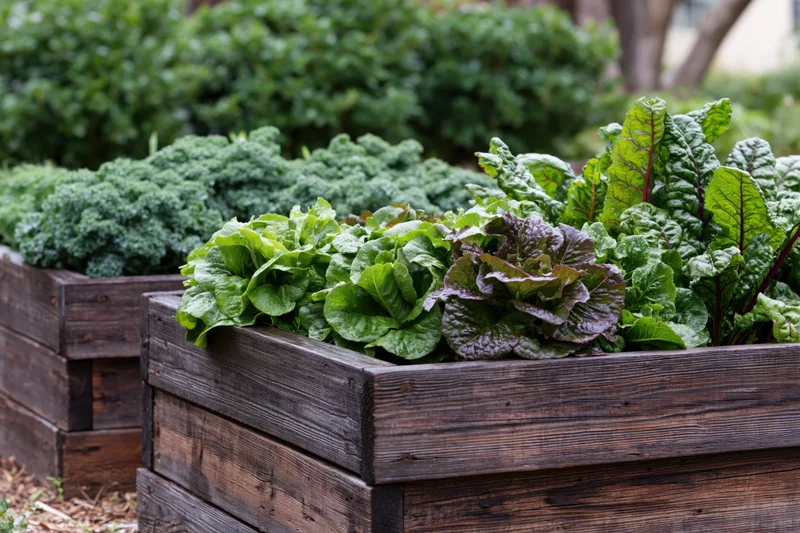Leafy greens growing in dark wooden raised garden beds outdoors