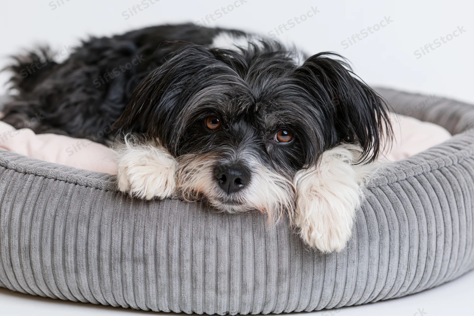 Small black and white scruffy mixed-breed dog lying relaxed in a gray corduroy dog bed