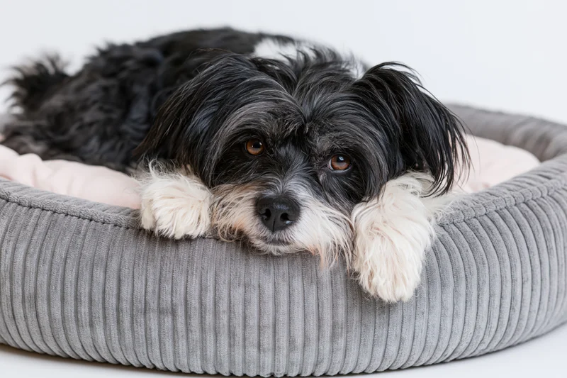 Small black and white scruffy mixed-breed dog lying relaxed in a gray corduroy dog bed