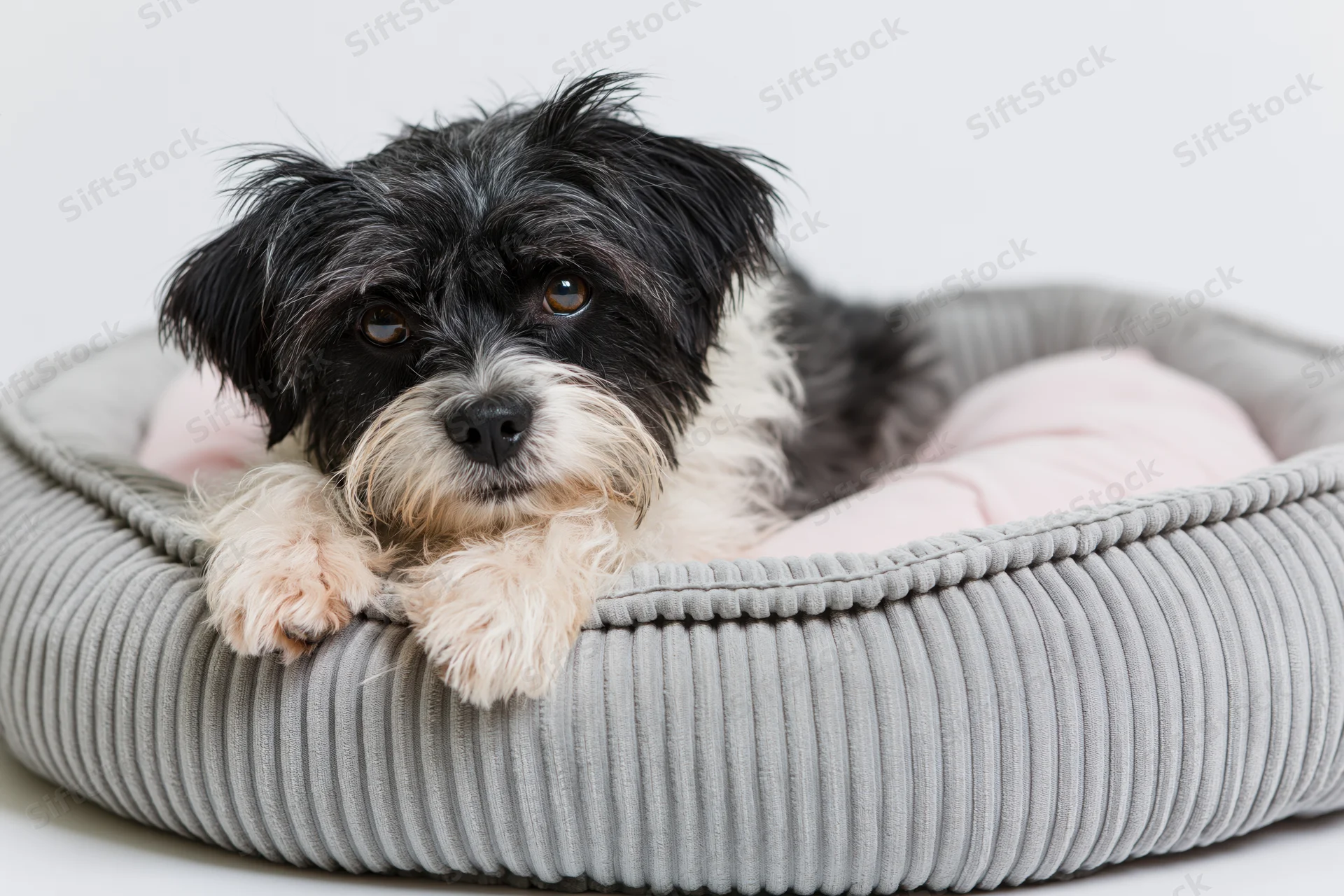 Small black and white scruffy mixed-breed dog lying relaxed in a gray corduroy pet bed with pink cushion on white background
