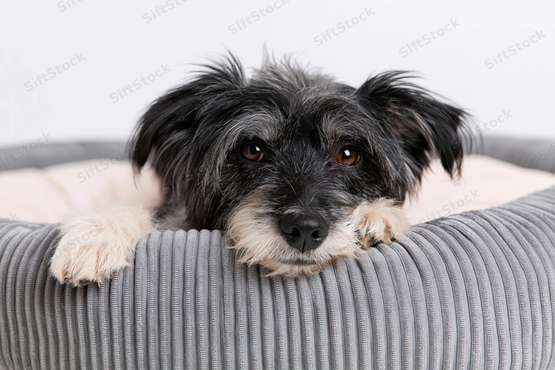 Small black and white scruffy mixed-breed dog resting with head on gray ribbed pet bed