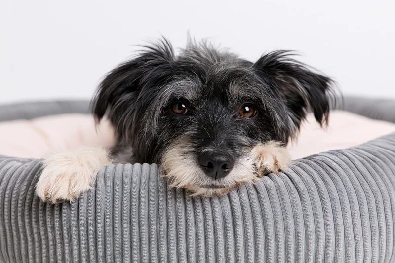 Small black and white scruffy mixed-breed dog resting with head on gray ribbed pet bed