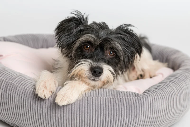 Small black and white scruffy mixed-breed dog lying relaxed in a gray corduroy pet bed with pink cushion on white background