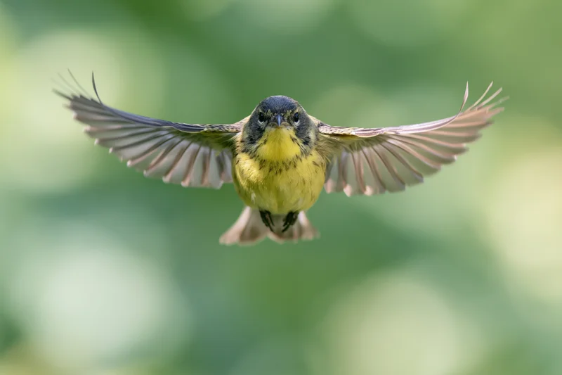 Small yellow-breasted songbird in mid-flight with wings spread against green foliage background
